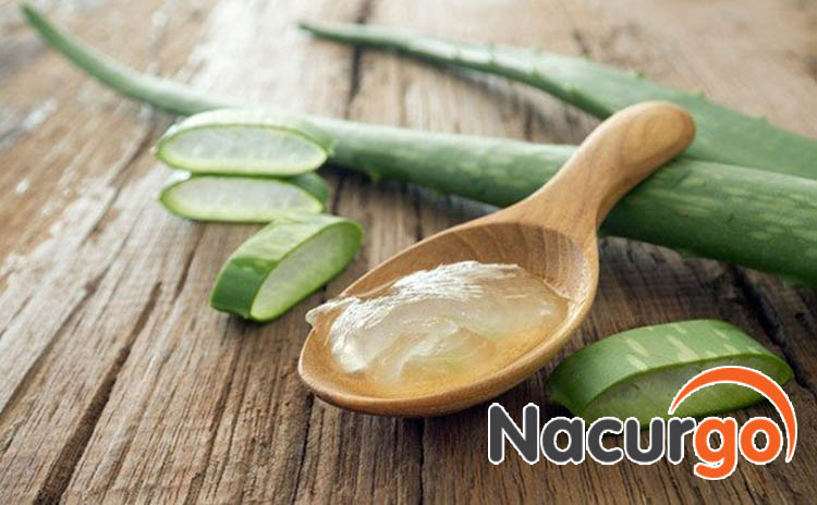 Thực hư chữa bỏng bằng nha đam
