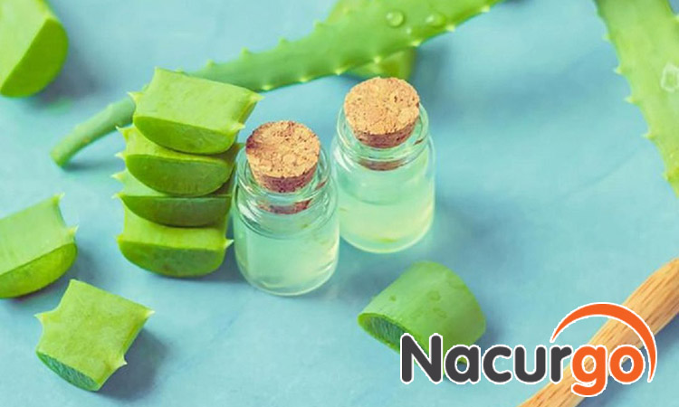 Thực hư chữa bỏng bằng nha đam