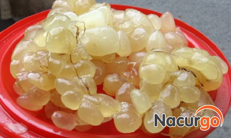 Bị bỏng bô bôi mỡ trăn được không?