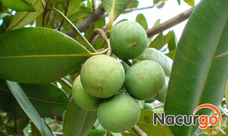 Dầu mù u được chiết xuất từ hạt quả mù u