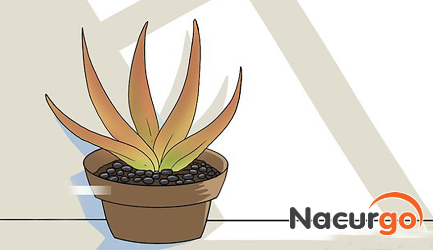 Không sử dụng nha đam bôi lên vết bỏng khi nha đam bị thối úa
