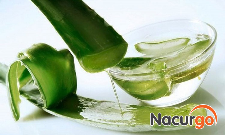 Nha đam giúp trị bỏng môi nhẹ