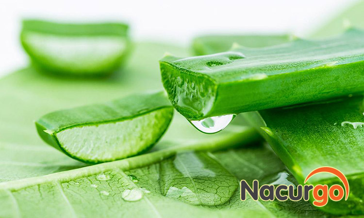 Bôi nha đam là một cách chữa bỏng dầu ăn nhiều người áp dụng