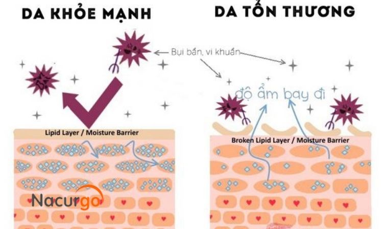 hang-rao-mien-dich-dau-tien