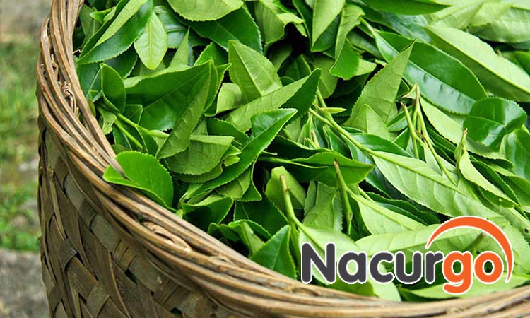 Lá chè tươi cũng là sự lựa chọn hiệu quả để tắm khi bị bỏng dạ