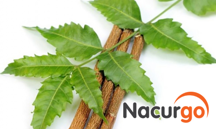 Bỏng dạ tắm nước lá sầu đâu