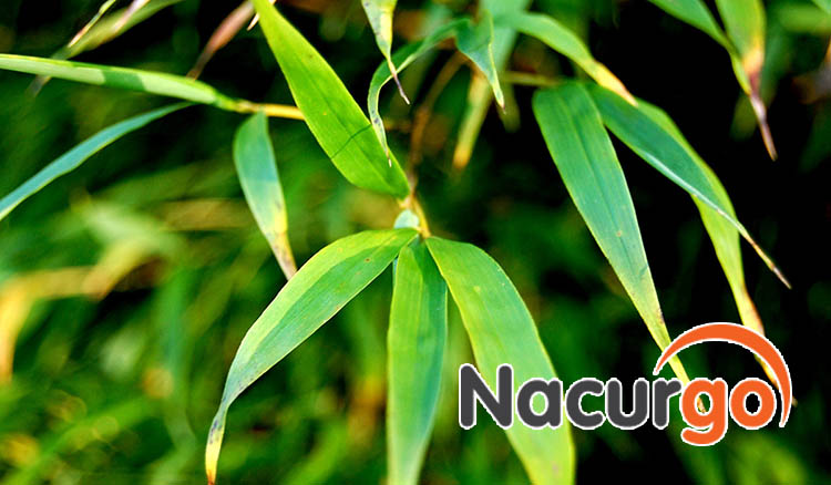 Bỏng dạ tắm lá tre đúng cách có thể lành triệu chứng nhanh hơn