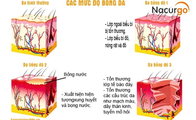 phan-do-bong