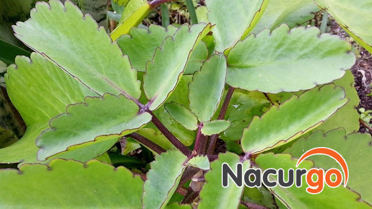 Cây lá bỏng cũng là nguyên liệu tuyệt vời cho vết bỏng dầu ăn trên mặt