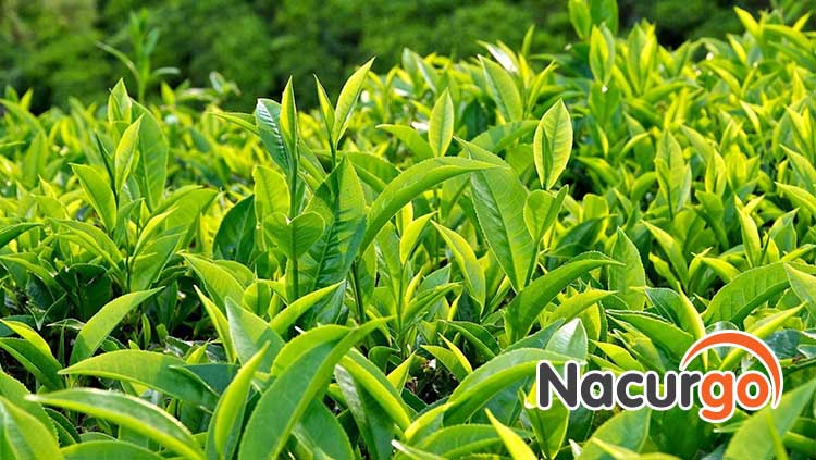 Tắm và lau nuóc trà xanh có thể giúp làm dịu vết bỏng nắng