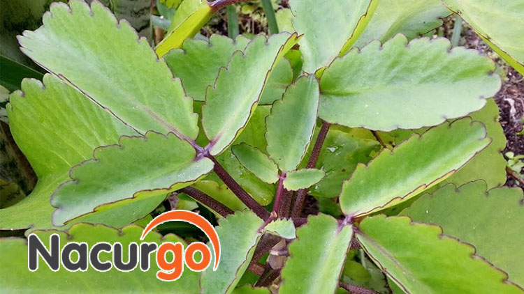 Cây lá bỏng cũng giúp điều trị sẹo bỏng hiệu quả