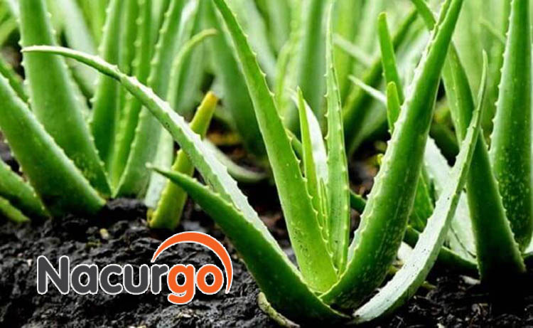 Trị sẹo bỏng bằng lô hội