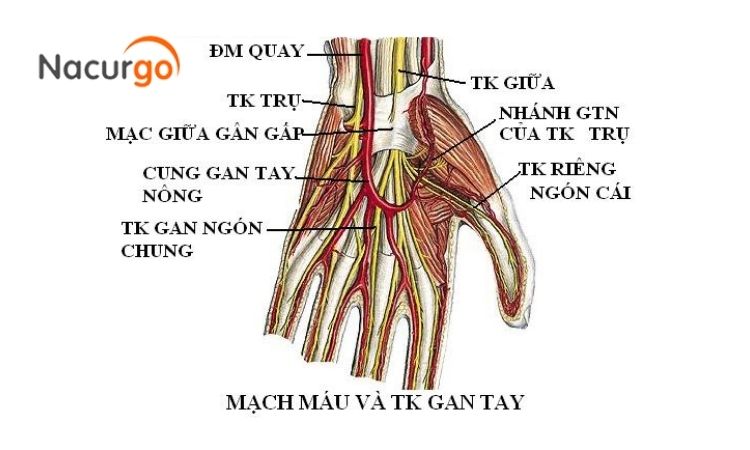 cau-tao-giai-phau-ban-tay