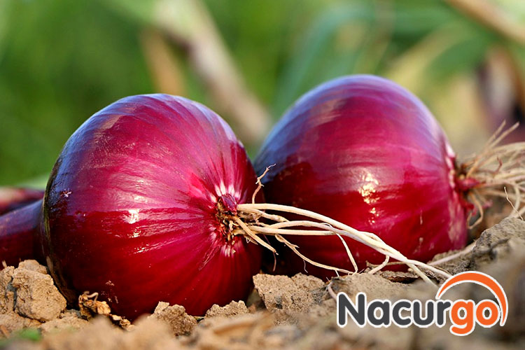 Tinh chất hành đỏ Allium Cepa cực kỳ tốt cho làn da