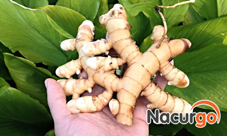 Tinh chất nghệ trắng quý hiếm và được bào chế công nghệ cao